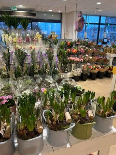 Bloemen en planten